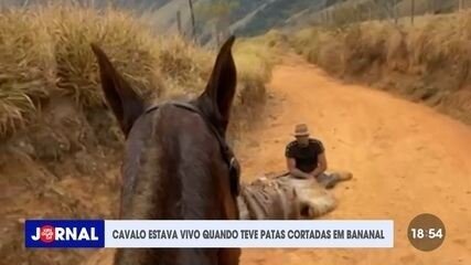 Laudo pericial detalha exaustão severa de cavalo Gaúcho antes de ser mutilado vivo em Bananal, SP - Imagem do artigo original