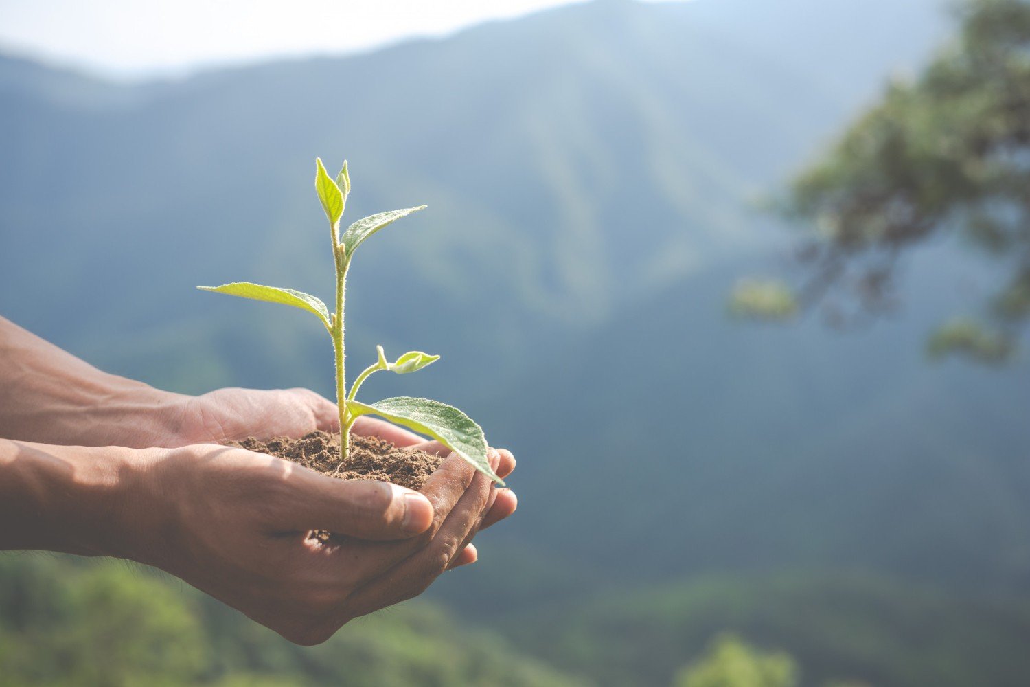 Professora prepara série de questões sobre ecologia para a preparação do Enem 2025 - Imagem do artigo