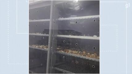 Polícia Civil Desmantela Gigantesca Rede de Produção e Venda de “Cogumelos Mágicos” no Brasil - Imagem do artigo original