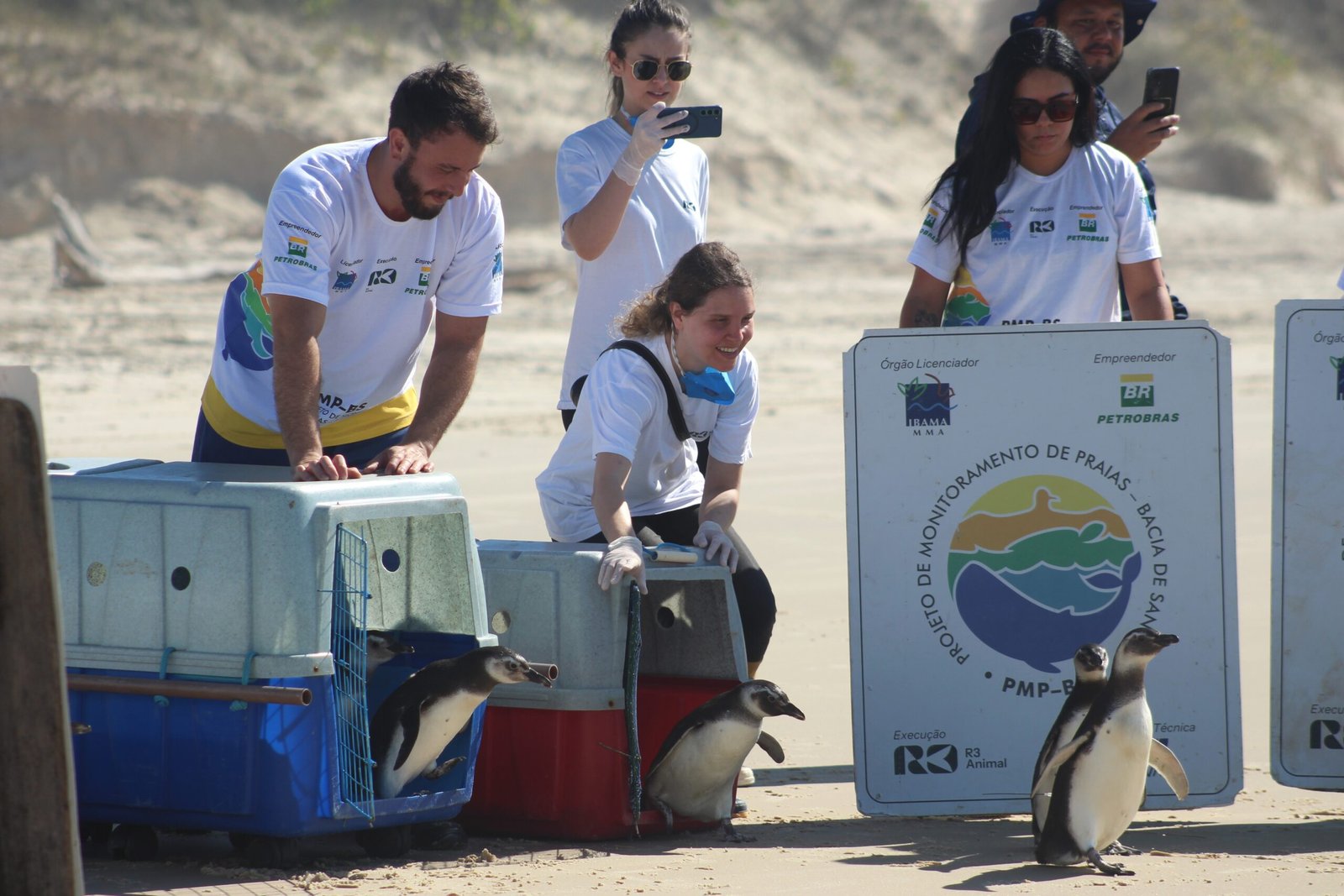 Pinguins Reabilitados SC: Onze Voltam ao Mar em Florianópolis - Imagem do artigo original