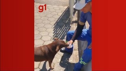 Cadela Marrom Acompanha Gari e Vira Mascote em Natividade da Serra - Imagem do artigo original