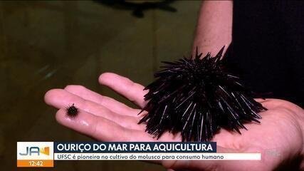 UFSC Lidera Cultivo de Ouriços-do-Mar para Consumo Humano - Imagem do artigo original