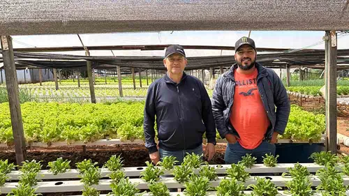 Hidroponia Revoluciona a Produção Agrícola em Ivaiporã - Imagem do artigo original