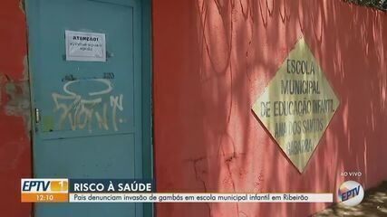 Gambás na Escola: Pais Denunciam Infestação em Ribeirão Preto - Imagem do artigo original