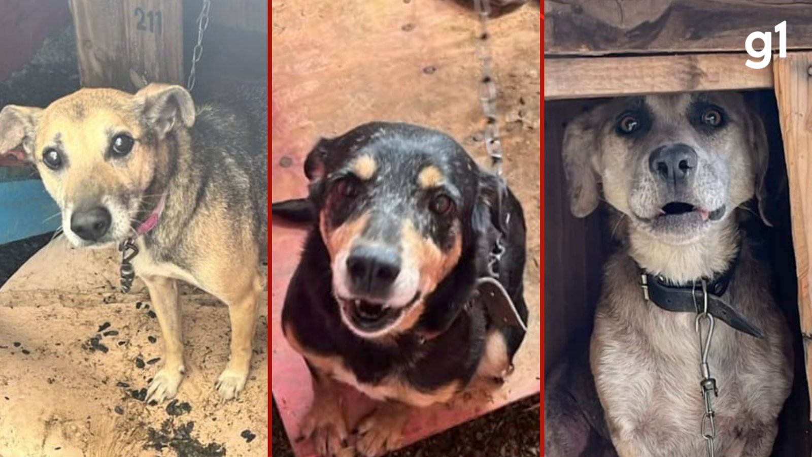 Eutanásia de Animais em Canoas: Nº Duplicou o Oficial - Imagem do artigo