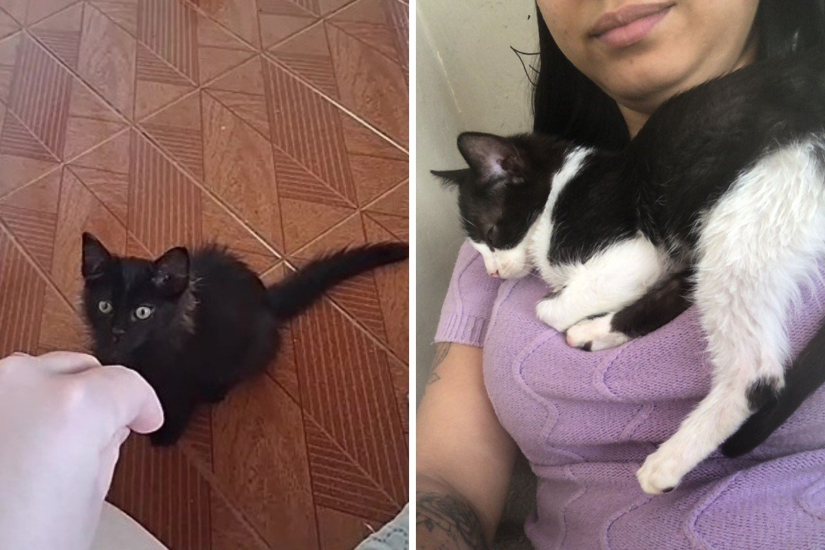 Gatos Mortos Castração Mogi Guaçu: 8 Felinos Fetalecem - Imagem do artigo