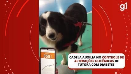 Cadela Border Collie auxilia criança com diabetes em Santa Maria - Imagem do artigo original