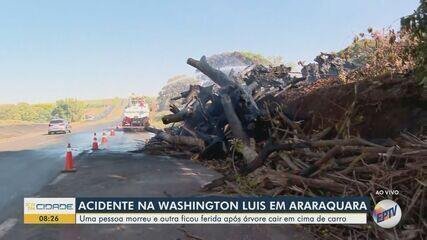 Esposa com Politrauma Após Acidente com Árvore em SP-310 - Imagem do artigo original