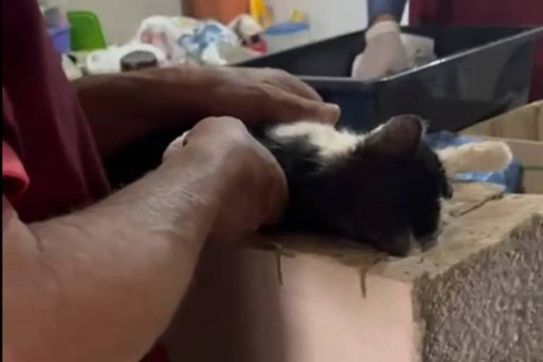 Gatos anestesiados Monte Alto: Coleta ilegal em local sem estrutura - Imagem do artigo original