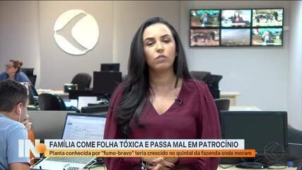 Falsa Couve: como diferenciar planta tóxica e evitar intoxicação - Imagem do artigo original