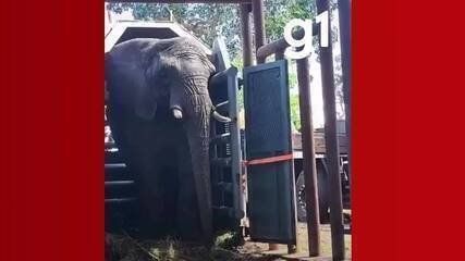 Morte Elefanta Pupy: África de 35 anos falece em Santuário de MT - Imagem do artigo original
