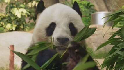 Pandas Conquistam Hong Kong e Viram Ícones Diplomáticos - Imagem do artigo original