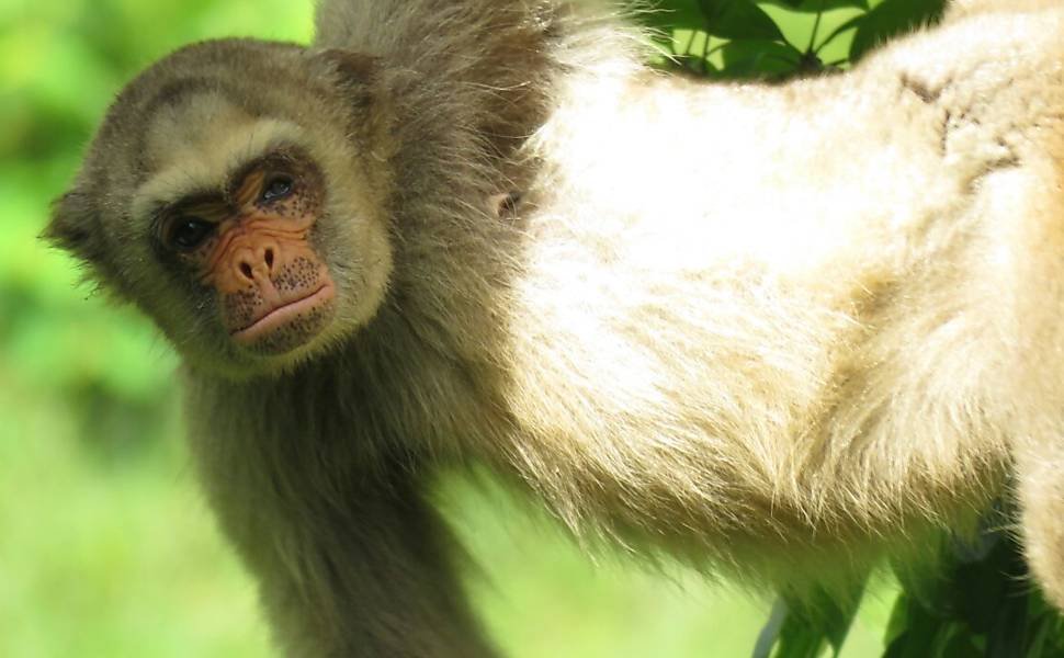 Muriquis Ameaçados: Primatas Perdem 61% do Habitat até 2090 - Imagem do artigo original