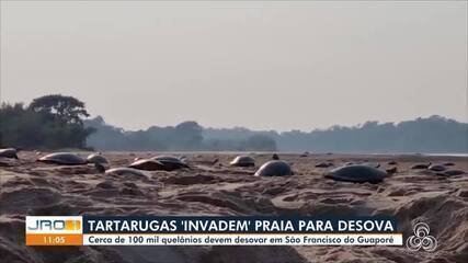 Desova de Tartarugas em Rondônia Sofre Atraso Pelo 2º Ano - Imagem do artigo original