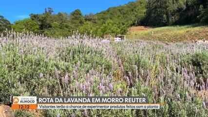 Rota da Lavanda Morro Reuter: Nova Atração no RS - Imagem do artigo original