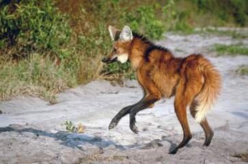 Brasil Lança Banco Virtual de Fauna para Combater Zoonoses - Imagem do artigo original