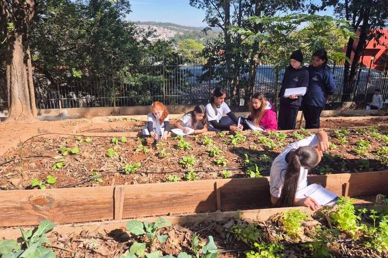 Hortas Pedagógicas em Escolas de SP Atingem Nível Recorde - Imagem do artigo original