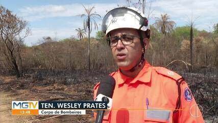 Cobra Cascavel Morre em Incêndio Florestal no Norte de MG - Imagem do artigo original