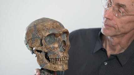 Chumbo Pré-histórico Moldou Evolução do Cérebro Humano - Imagem do artigo original