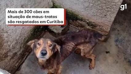 Justiça Absolve Mulher Acusada de Maus-Tratos a Animais em Curitiba - Imagem do artigo original