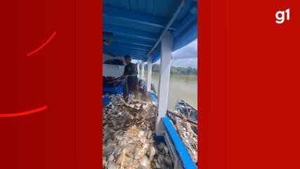 Pescadores no AM Filmam Impressionante Fartura de Peixes - Imagem do artigo original