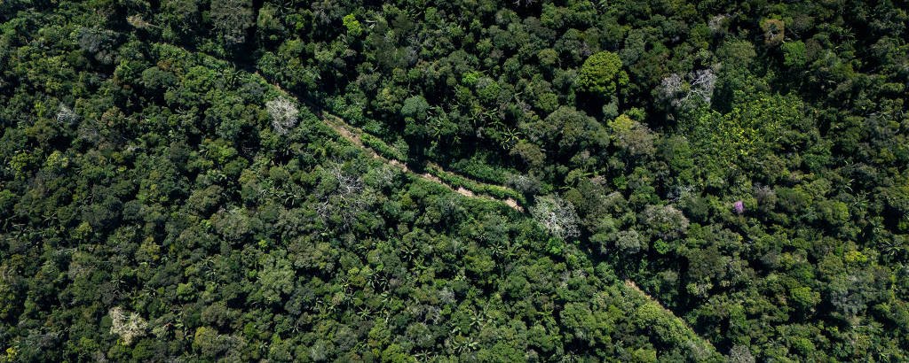 Financiamento Amazônia: Estrangeiro Supera Verba Nacional - Imagem do artigo original