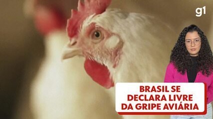 Carne Suína Ganha Competitividade Após Gripe Aviária - Imagem do artigo original