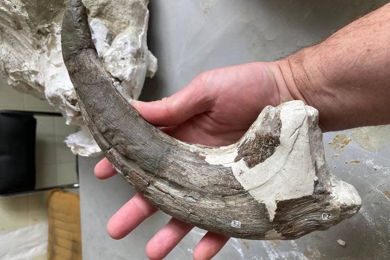 Dinossauro gigante argentino: garras essenciais na Patagônia - Imagem do artigo original