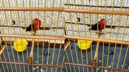 Polícia Apreende 170 Aves Silvestres em Feira de Pacajus - Imagem do artigo original