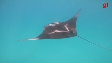 Mobula yarae: Nova Raia Descoberta Homenageia Iara - Imagem do artigo original