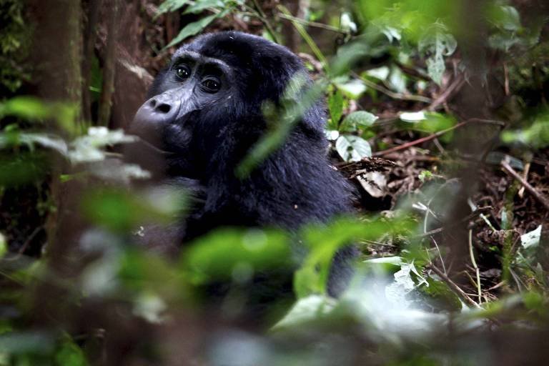 Menopausa em Gorilas-da-Montanha Desafia Concepções Científicas - Imagem do artigo original