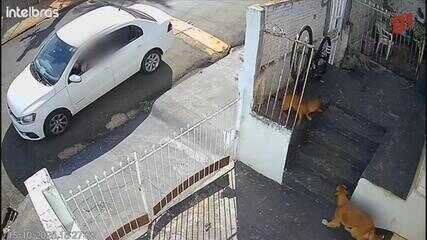 Polícia investiga envenenamento de cães em Jales - Imagem do artigo original