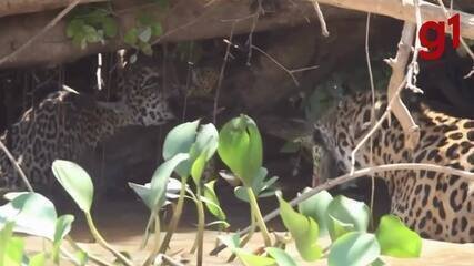 Onças-Pintadas em Luta Épica Contra Sucuri no Pantanal - Imagem do artigo original