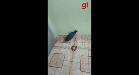 Frango-d’Água-Azul: Casal Resgata Ave Incomum em Cubatão - Imagem do artigo original