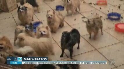Condenação por Maus-tratos a 138 Animais: Casal Paga R$ 690 Mil - Imagem do artigo original