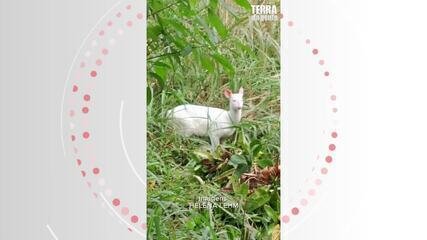 Veados Albinos em SC: Aparições Levantam Debate sobre Conservação - Imagem do artigo original