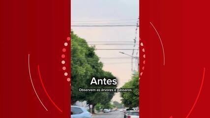 Pássaros Silvestres em Sinop: Poda de Árvores Causa Impacto e Debate - Imagem do artigo original