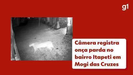 Onça-parda é Flagrada em Sítio na Zona Rural de Mogi das Cruzes - Imagem do artigo original