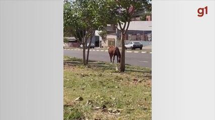 Cavalos Soltos em Presidente Prudente: Alerta Recorrente - Imagem do artigo original