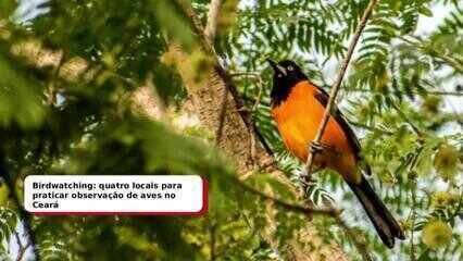 Birdwatching no Ceará: 4 Locais para Observação de Aves - Imagem do artigo original