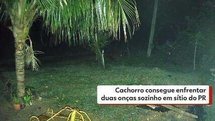 Herói Canino Expulsa Duas Onças Pardas em Sítio no PR - Imagem do artigo original