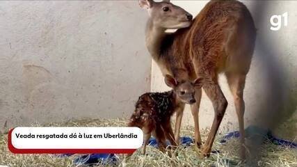 Veada resgatada dá à luz filhote no Hospital da UFU em Uberlândia - Imagem do artigo original