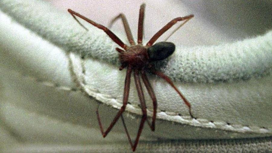 Aranha-Marrom: 5 Esconderijos Comuns e Riscos no Brasil - Imagem do artigo original