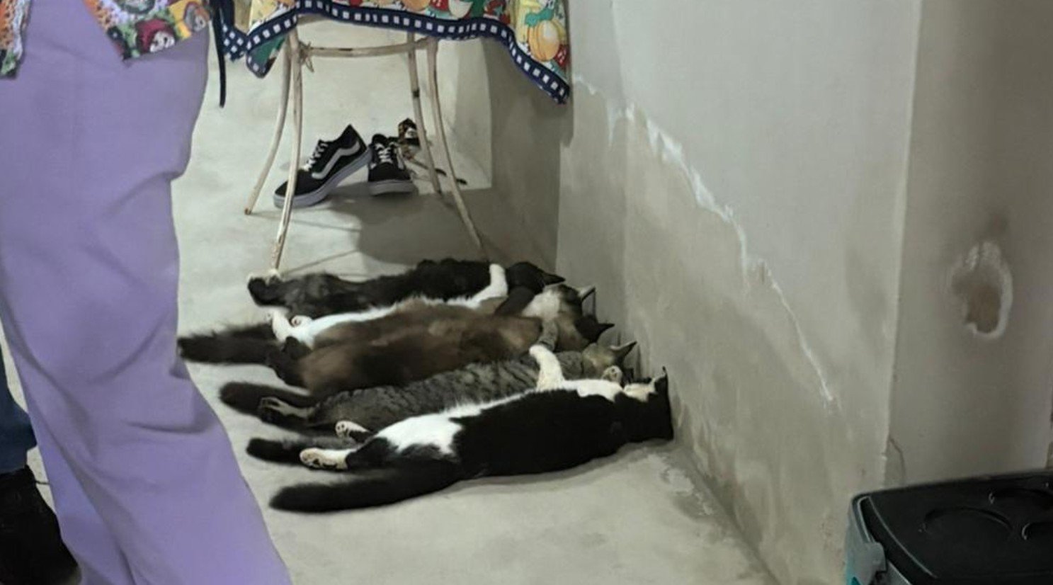 Venda Clandestina de Sangue de Gato: Trio Preso em Monte Alto - Imagem do artigo