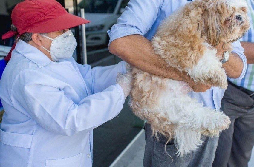 Maceió inicia vacinação gratuita contra raiva para cães e gatos - Imagem do artigo