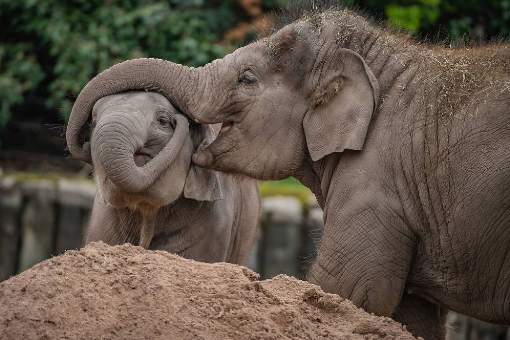 Vacina inédita contra vírus fatal em filhotes de elefante - Imagem do artigo