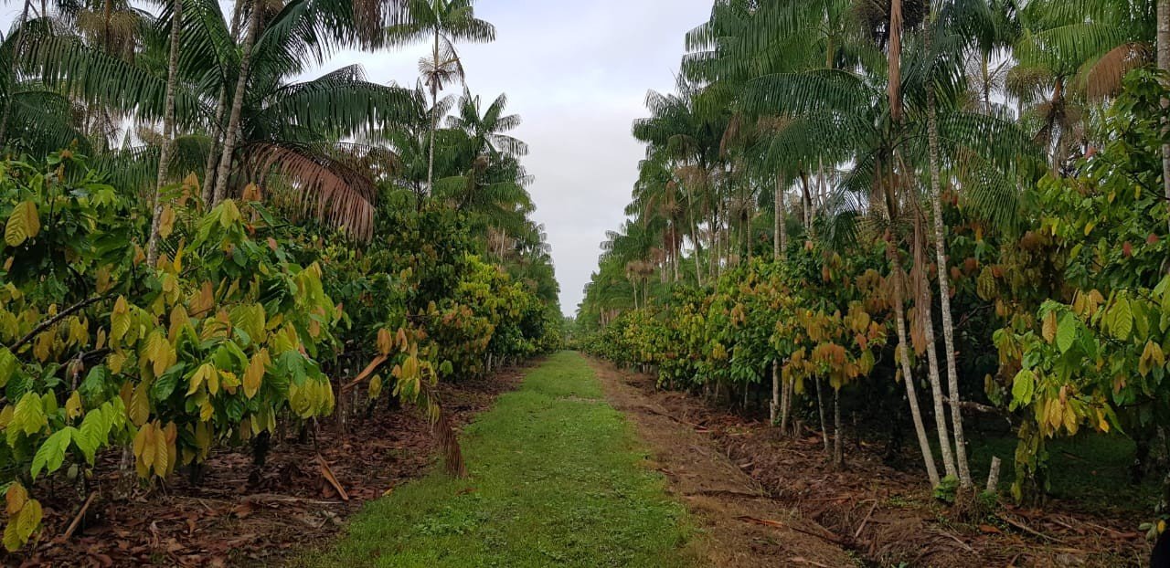 Cooperativas do Pará na COP30: Sustentabilidade em Destaque - Imagem do artigo