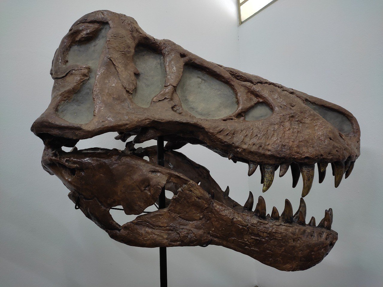 Museu de História Natural de Taubaté: Ossadas de Gigantes - Imagem do artigo