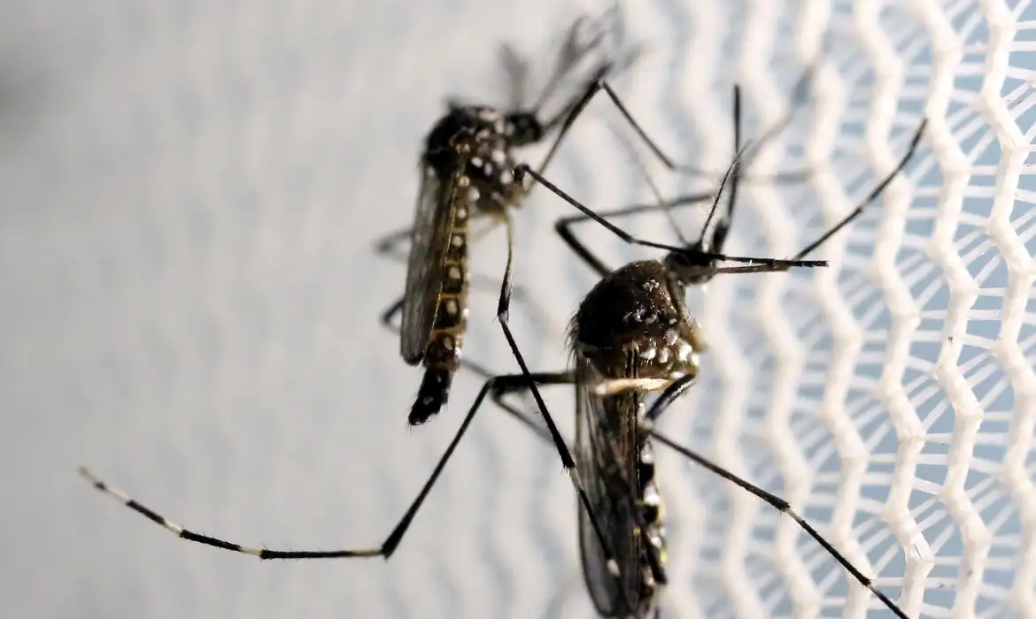 Brasil: Dia D Nacional Intensifica Combate Aedes Aegypti - Imagem do artigo original