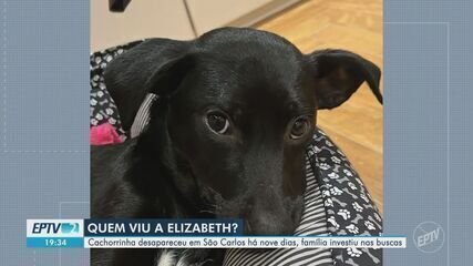 Cadelinha Elizabeth: Confirmada Morte Após Dois Meses Desaparecida - Imagem do artigo original